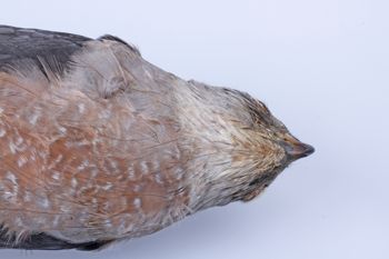 Media type: image;   Ornithology 264682 Description: Photograph of specimen: Head.;